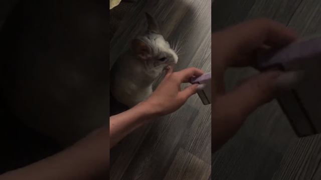 Шиншилла Пломбирчик играет смотреть онлайн