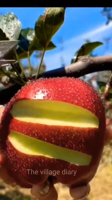 #shorts Himachal Fresh apple | Ninja cutting fruits | Village  Garden | #shortsvideo #youtubeshorts
