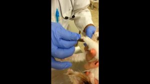 Amazing video of removing cuterebra from a kitten's neck