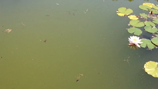 10.07.2018 Никитский ботанический сад смотреть онлайн