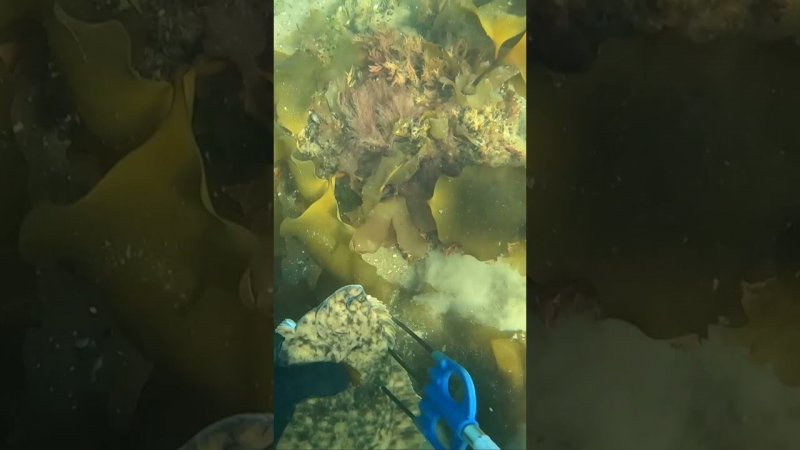 КАМБАЛА ЗАЛИВ ОХОТА #fishing