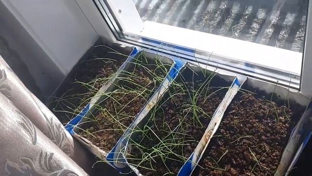 Семена лука не взошли. 0% Хорошо,что я запасливый😂 смотреть онлайн