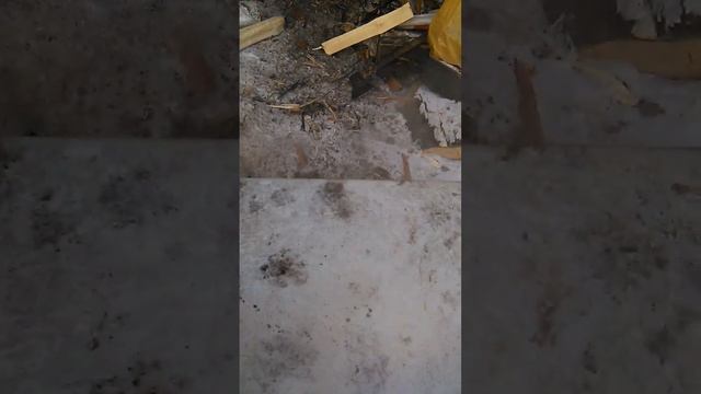 выпиливаю клёны,копчу сало