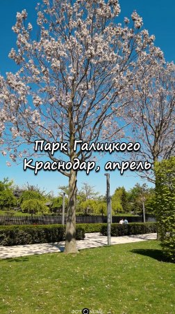 Парк Галицкого, Краснодар. 19 апреля 2025