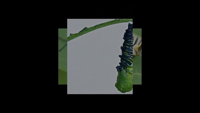 Life Of A Monarch Butterfly смотреть онлайн