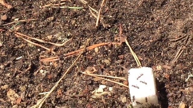 Кормлю муравьев сахаром смотреть онлайн