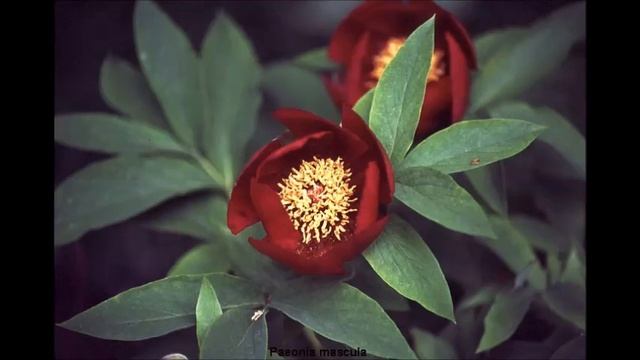 Yehun Jin P de Sarasate Carmen Fantasy Op 25 смотреть онлайн