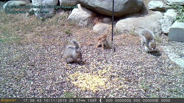 Bestguarder HD Waterproof IP66 Infrared Night Vision Game & Trail Hunting Scouting Camera смотреть онлайн