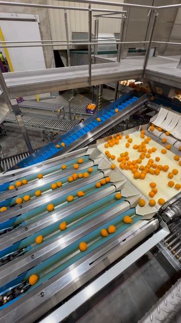 🍊Efficient Sumo Grading Line with Tomra Spectrim Grader | Packline Technologies🍊