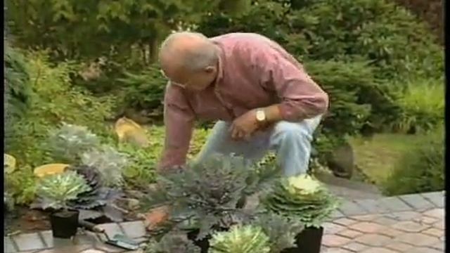 Planting Flowering Kale and Cabbages with Ed Hume