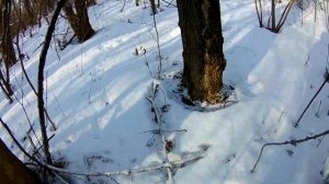 по тропе Зайца за Вороной.Егерь 6.35