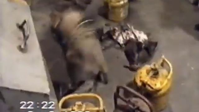 глухари смотреть онлайн