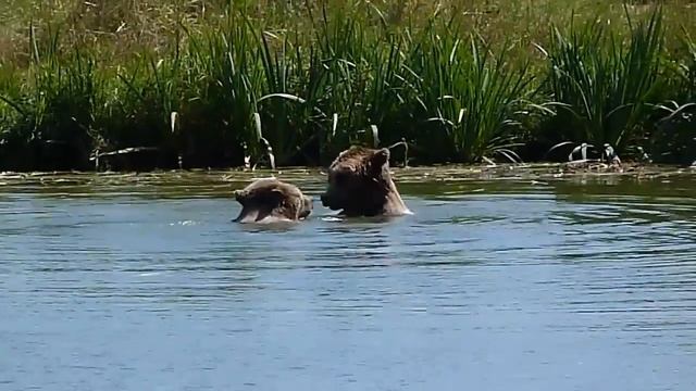 Медведи резвяться в WildePark Poing смотреть онлайн