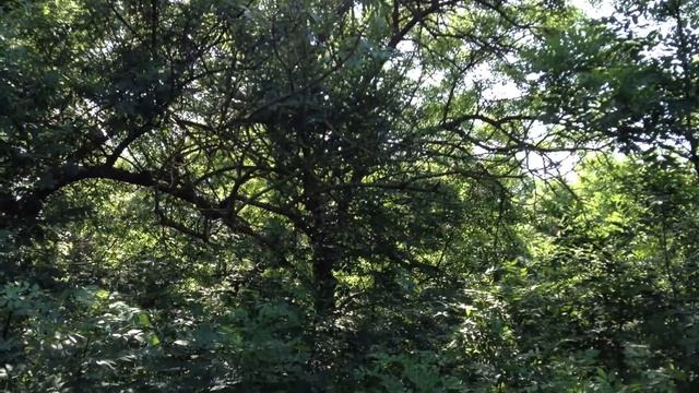 Релакс. Звуки леса. 26.05.14 смотреть онлайн