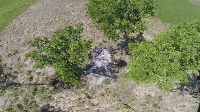 Облет гнезд на гексакоптере в Березовском заказнике смотреть онлайн