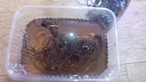 Я все таки еще их купила