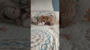 Малыш Декстер Пушон