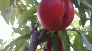 Нектарин Харблейз. Nectarine Harblaize. Невибагливий, гарний і смачний