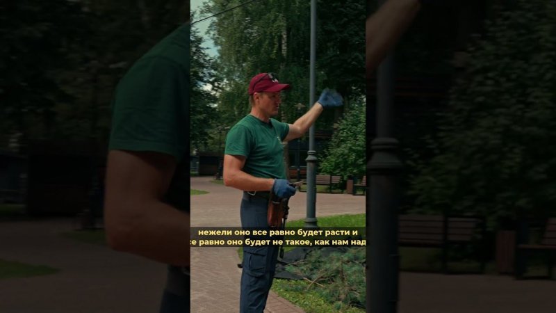 Пан или пропал #сосна #дача #природа #сад #ниваки #обрезка