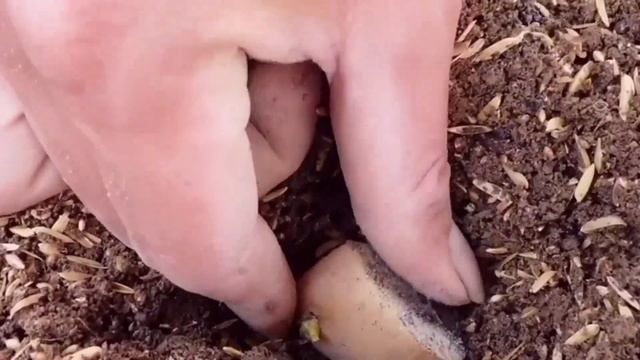 Como Plantar Batata Inglesa  Veja O Passo a Passo até a Colheita