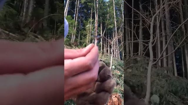 Butt Stick Horse Fly - Later Assholes смотреть онлайн