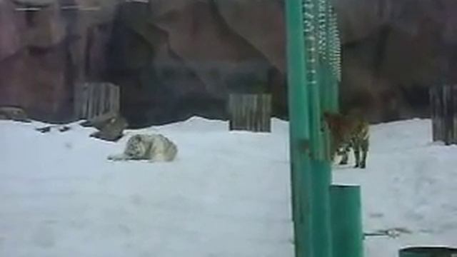 MOV08218 03/04/2013 Ижевск зоопарк смотреть онлайн