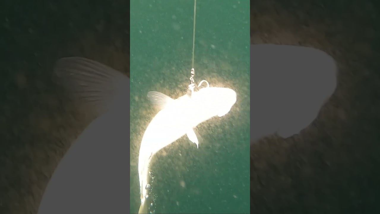 ХОРОШИЕ Рыбалка в Море #рыбалка #fishing #рыба #fish #trout