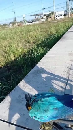 FREEFLIGHT NA TAYO