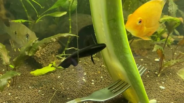 Аптеронотус белокаймовый (чёрный нож) смотреть онлайн