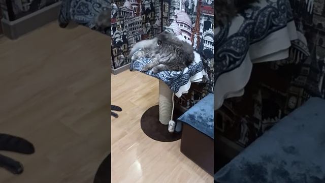 Доброе утро 🐱🐱 Суббота началась. смотреть онлайн