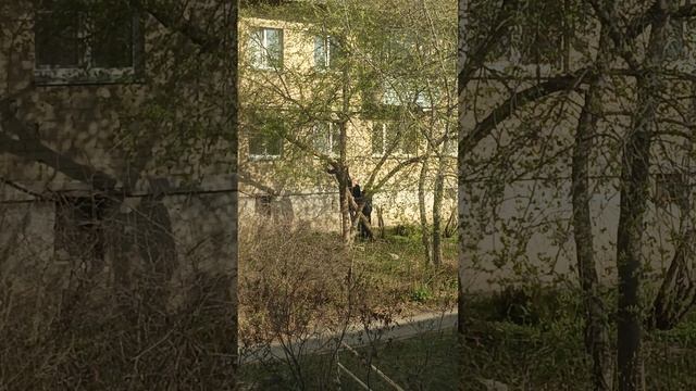 самовольный спил дерева