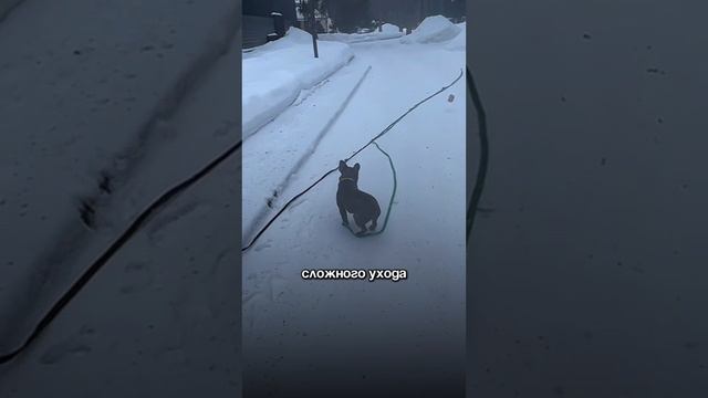Французский бульдог - вся правда о породе❗️