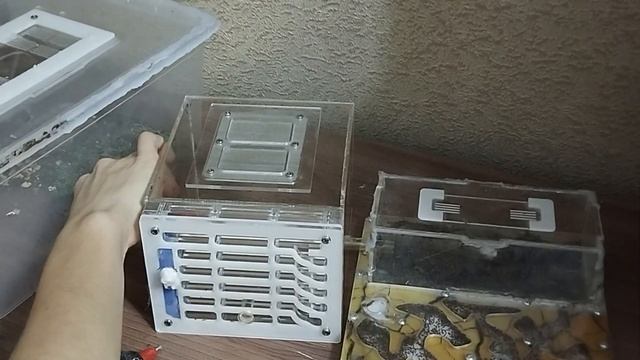 Расширение у муравьев tetramorium caespitum. Матка без трех ног спустя год. Переселение. AntGart