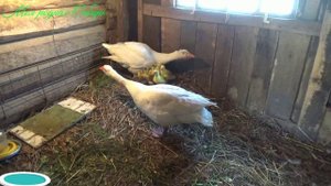 Первая встреча Гоши со своими гусятами! Он их признал!