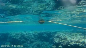 12.05.2024 Пик Альбатрос Палас, Шарм Эль Шейх , понтон ,снова погружаемся.