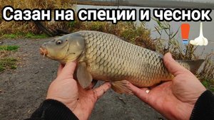 Рыбалка 2024 Ловлю сазанов на рыбные специи и чеснок Закрываю сезон открытой воды #fishing #рыбалка