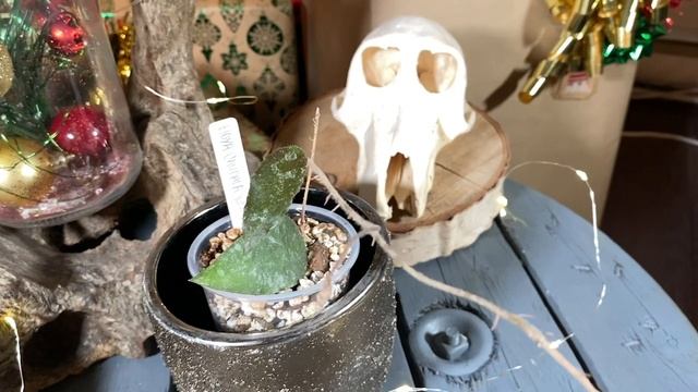 VLOGMAS EP.08: Weird looking hoyas смотреть онлайн