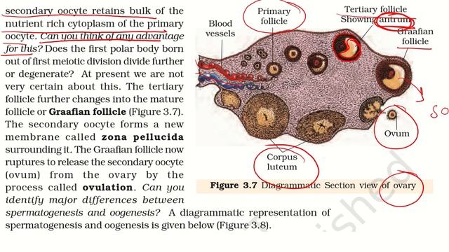 NEET 2023 Biology Human reproduction class 12 Biology NCERT complete Explanation Lecture 8