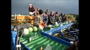 Агродирект представляет TK 1000 - капустоуборочный комбайн от Asa Lift