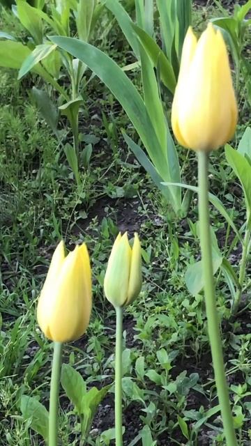 ЖЕЛТЫЕ ТЮЛЬПАНЫ ЗАВЕРШАЮТ ВЕСЕННИЙ БАЛ ТЮЛЬПАНОВ #flowers  #флористика