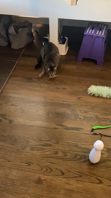 Mr T Cat ASMR- PURR cat hotel automated laser pointer (playing) смотреть онлайн