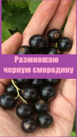 Как я размножила черную смородину, самый простой способ!