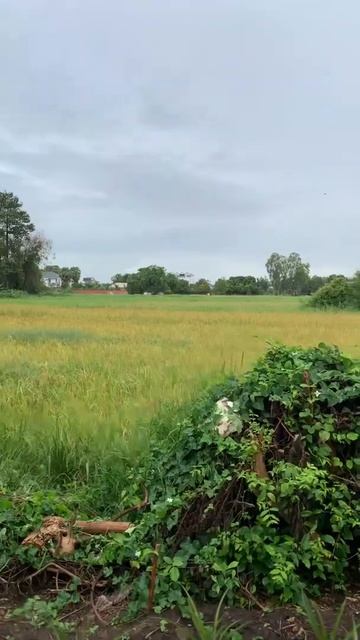 How Beautiful it is! Rice Field! смотреть онлайн