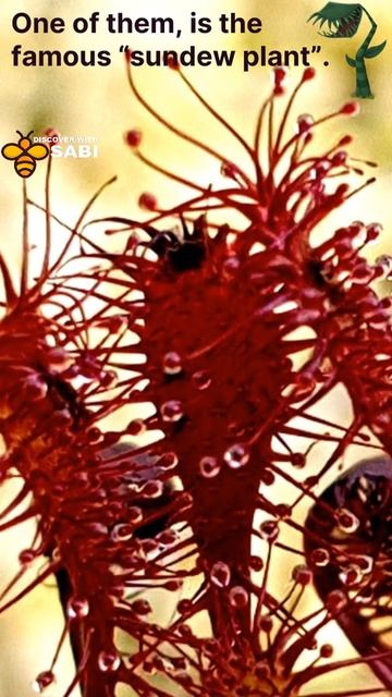 Insect eating plants Part 2 | Discover with sabi | shorts смотреть онлайн
