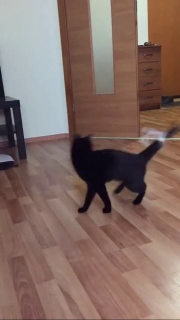 Кот бегает за лентой смотреть онлайн