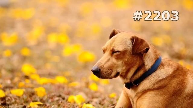 #2203. Собаки (В мире животных) смотреть онлайн