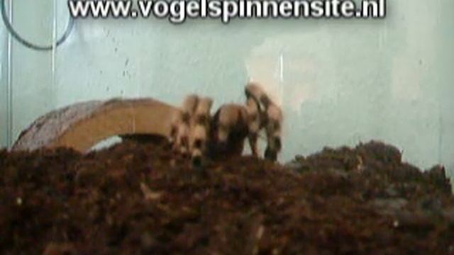 Fucky (Nhandu Coloratovillosus) eet kakkerlak смотреть онлайн