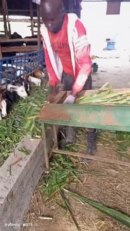 zero grazing goats on Napear grass