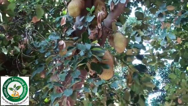 Jackfruit (world largest) #jackfruit farming in pakistan || jackfruit farming || kathal farming смотреть онлайн