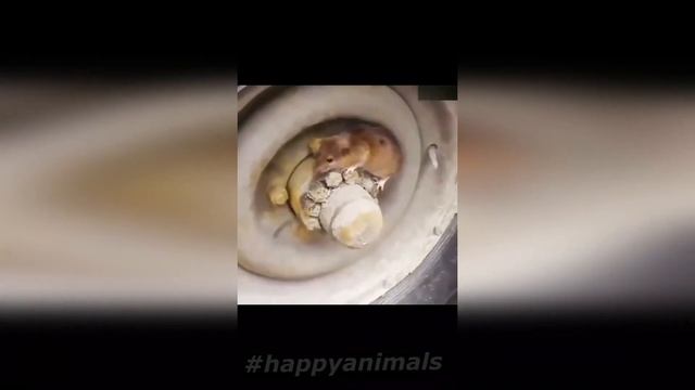 СМЕШНЫЕ ЖИВОТНЫЕ 2021/ЛУЧШИЕ ПРИКОЛЫ С ЖИВОТНЫМИ смотреть онлайн